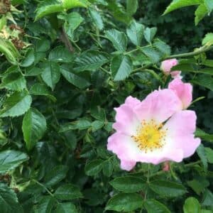 Rosa canina en fleur, Fleurs et feuilles de Rosier des chiens, Graines de Rosa canina, Graines d'églantier