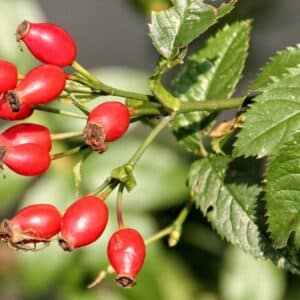 Fruits de Rosa canina, Fruits et feuilles de Rosier des chiens, Graine de Rosa canina, Graines d'églantier, Graines de Cynorhodon