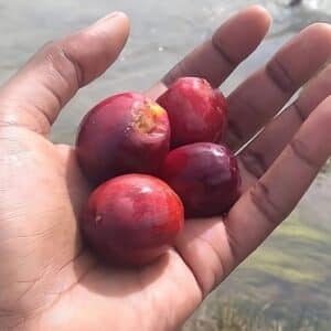 Anisophyllea quangensis, Fruits de Mbila esobe, Graines d'Anisophyllea quangensis, Graines de Mbila esobe
