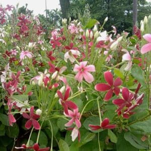 Graines de Combretum indicum, Graines de Quisqualis d'Inde, Graines de Quisqualis indica