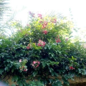 Graines de Combretum indicum, Graines de Quisqualis d'Inde, Graines de Quisqualis indica