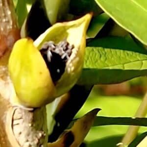 Graines de Decaisnea insignis, Fruit d'Arbre aux saucisses jaunes, Graines d'Arbre au saucisses jaunes