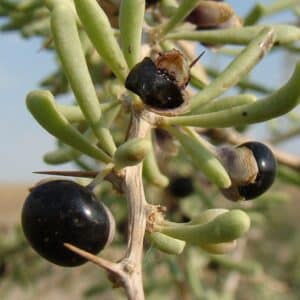 Fruits de Lycium ruthenicum, Goji noir mature, Graines de Lycium ruthenicum, Graines de Goji noir