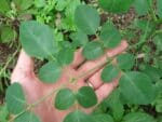Moringa stenopetala, Feuilles de Moringa africain
