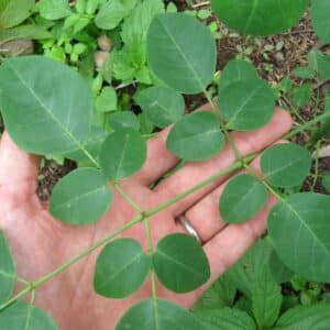 Moringa stenopetala, Feuilles de Moringa africain