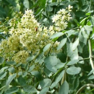 Moringa stenopetala en fleur, fleurs de Moringa africain, Graines de Moringa stenopetala, Graines de Moringa africain