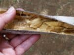 Graines de Moringa stenopetala, Graines de Moringa africain