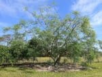 Graines de Moringa stenopetala, Graines de Moringa africain