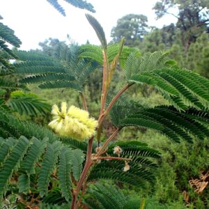 Graines de Paraserianthes lophantha, Graines d'Acacia du Cap