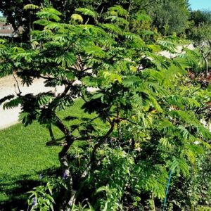 Graines de Paraserianthes lophantha, Graines d'Acacia du Cap