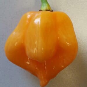 Graines de Récolte de Piment Scotch Bonnet jaune, Graines de Capsicum chinense 'Yellow Scotch bonnet'