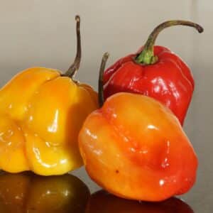 Graines de Récolte de Piment Scotch Bonnet jaune, Graines de Capsicum chinense 'Yellow Scotch bonnet'