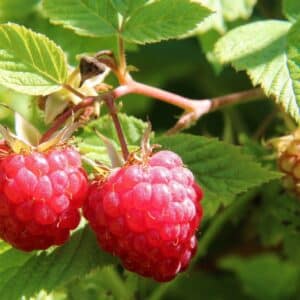 Fructification de Rubus idaeus - Framboises sur pied
