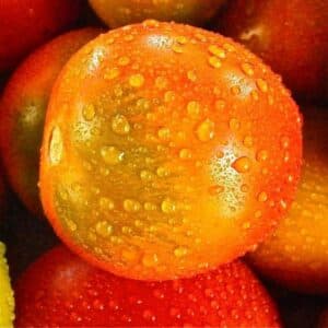 Graines de tomate précoce de Quimper, Graines de Solanum lycopersicum 'Précoce de Quimper'