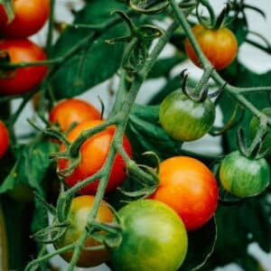 Tomate précoce de Quimper en cours de maturation, Pied Solanum lycopersicum 'Précoce de Quimper', Graines de tomate précoce de Quimper, Graines de Solanum lycopersicum 'Précoce de Quimper'