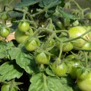 Grappe dense de Tomate raisin vert, Fruits de Solanum lycopersicum 'Green grape', Graines de Tomate raisin vert, semences e Tomate Green grape, Graines de Solanum lycopersicum 'Green grape'