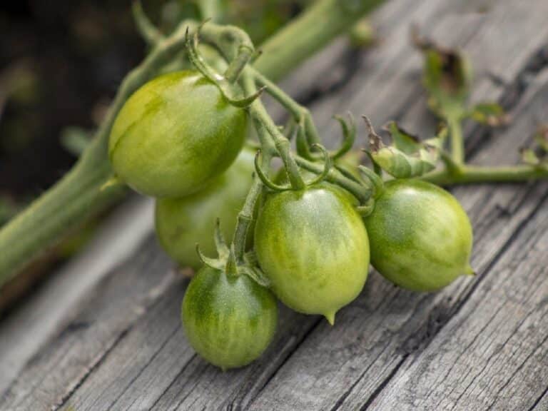 Tomates Raisins Graines de Tomate cerise Raisin vert - Solanum lycopersicum - Boutique ...