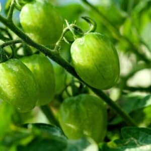 Grappe de Tomate raisin vert, Graines de Solanum lycopersicum 'Green grape', Graines de Tomate Green grape