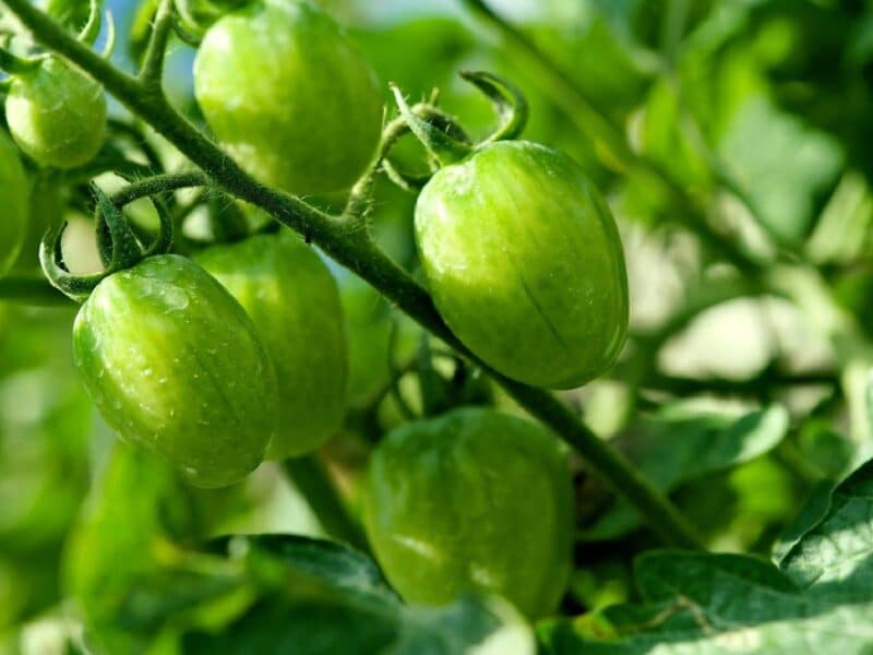 Tomates Raisins Graines de Tomate cerise Raisin vert - Solanum lycopersicum - Boutique ...