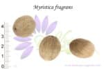 Graines de Myristica fragrans, graines de muscadier, semences Myristica fragrans, semences de muscade, nutmegs