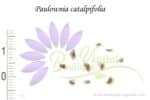 Graines de Paulownia catalpifolia, semences de Paulownia catalpifolia