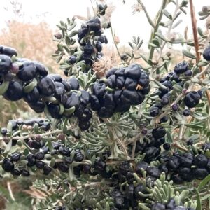Lycium ruthenicum en fruits, Fructification de Goji noir, Graines de Lycium ruthenicum, Graines de Goji noir
