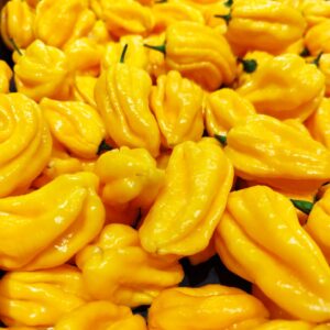 Piments Habaneros jaunes, piments Habanero jaune, piiments 'Yellow Habanero', piment antillais jaunes