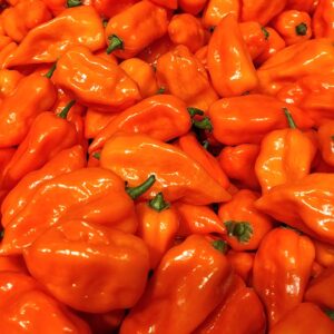 Piments habaneros orange, fruits de capsicum chinense 'Orange Habanero', piment Habanero orange, piments antillais