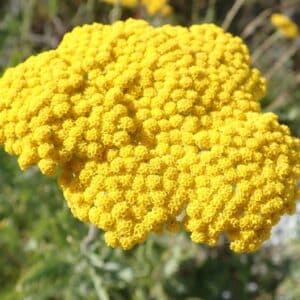 Détails d'une fleur d'Achillea filipendulina, Fleurs d'Achillée à feuilles de fougère, graines d'Achillea filipendulina, graines d'Achillée à feuilles de fougère