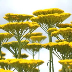 Achillea filipendulina en fleur, Floraison d'Achillée à feuilles de fougère