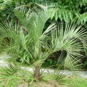 Port d'un Butia capitata, Jeune Arbre à laque, graines de Butia capitata, graines d'Arbre à laque, graines de Palmier abricot
