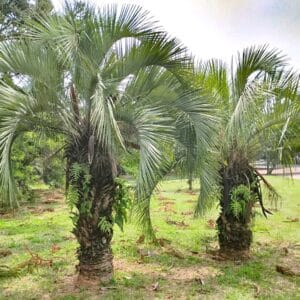 Plantation de Butia capitata, Vue générale d'un Arbre à laque, graines de Butia capitata, graines d'Arbre à laque, graines de Palmier abricot