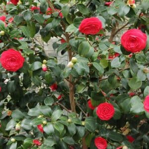 Feuilles et fleurs de Camellia japonica, Feuillage et floraison du Camélia du Japon, Graines de Camellia japonica, Graines de Camélia du Japon