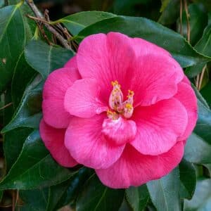 Camellia japonica en fleur, Fleurs du Camélia du Japon, Graines de Camellia japonica, Graines de Camélia du Japon