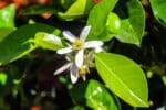 Citrus aurantium, Oranger amer, Bigaradier, fleur de bigaradier, graines de citrus aurantium, graines orange amère