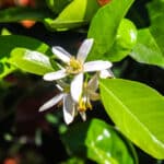 Citrus aurantium, Oranger amer, Bigaradier, fleur de bigaradier, graines de citrus aurantium, graines orange amère