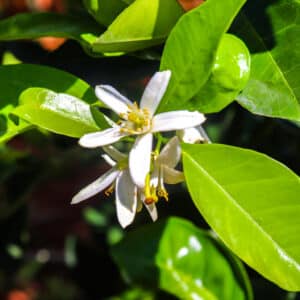 Citrus aurantium, Oranger amer, Bigaradier, fleur de bigaradier, graines de citrus aurantium, graines orange amère