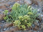 Vue générale de Crithmum maritimum, Fleurs et feuilles de Criste marine, Graines de Crithmum maritimum, Graines de Criste marine