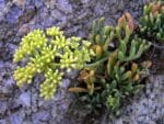 Crithmum maritimum en fleur, Inflorescence de Criste marine, Graines de Crithmum maritimum, Graines de Criste marine