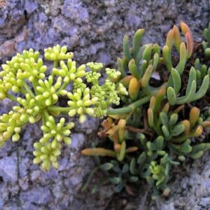 Crithmum maritimum en fleur, Inflorescence de Criste marine, Graines de Crithmum maritimum, Graines de Criste marine
