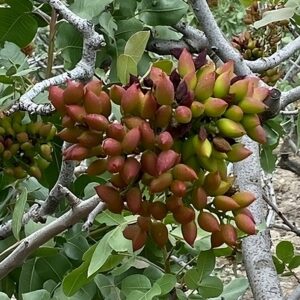 Fructification de Pistacia vera, Fruits de Pistachier vrai, Semences de Pistacia vera, Pistaches fraîches