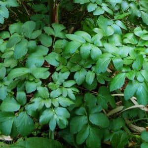 Feuillage de Smyrnium olusatrum, Feuillage du Maceron, graines de Smyrnium olusatrum, Graines de Maceron
