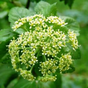Smyrnium olusatrum en fleurs, Ombelle de fleurs du Maceron, graines de Smyrnium olusatrum, Graines de Maceron