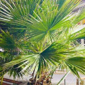 Culture de Washingtonia filifera, Feuillage d'un Palmier jupon de Californie