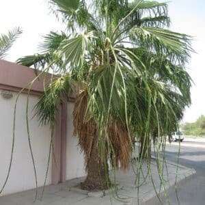 Washingtonia filifera, Vue générale d'un Palmier jupon de Californie