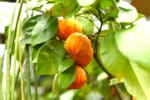 Fructification de Citrus aurantium, Fruits du Bigaradier, oranges amères, graines orange amère, graines de bigaradier, graines citrus aurantium