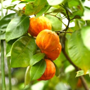 Fructification de Citrus aurantium, Fruits du Bigaradier, oranges amères, graines orange amère, graines de bigaradier, graines citrus aurantium
