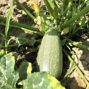 Courgette petite grise Alger, graines de courgette grise d'Alger, semences Cucurbita pepo 'Petite grise d'Alger', semences de courgette grise d'Alger