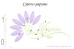 Graines Cyperus papyrus, semences papyrus du Nil, graines de Souchet du Nil