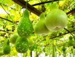 Gourde pèlerine, courge bouteille, Lagenaria siceraria, graines de gourde pèlerine, semences courge bouteille, graines de lagenaria siceraria